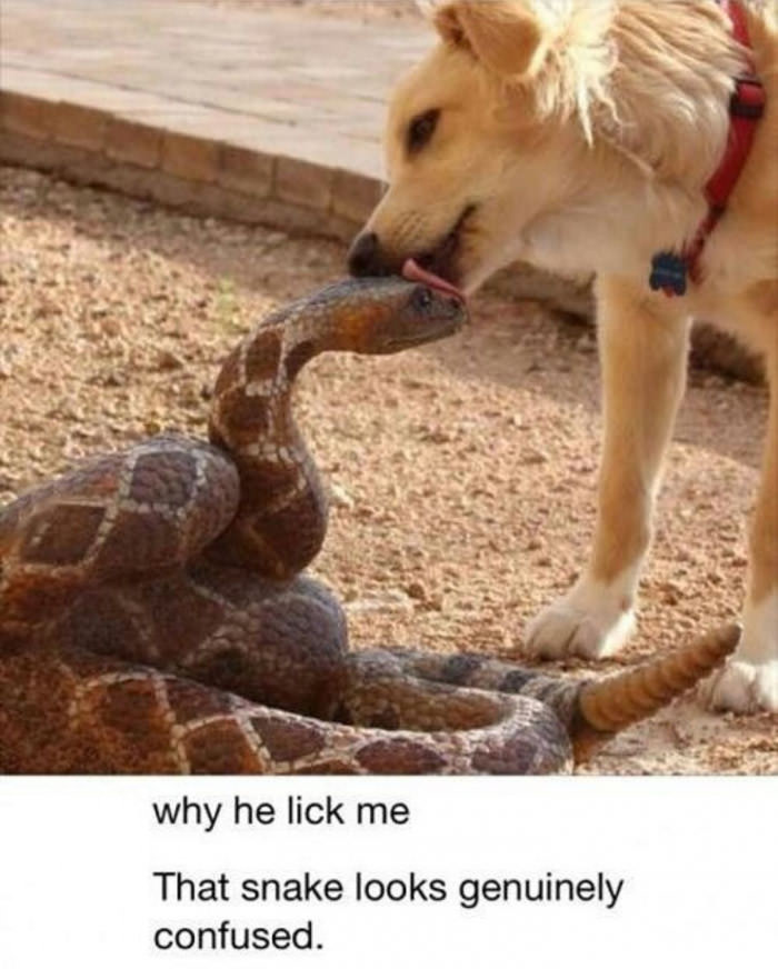 Y doge lik snek ?