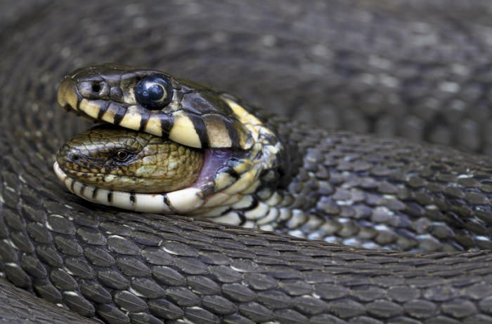 A Blindworm being eaten alive by a Viper. This Photo won Best Nature Photo of the Year 2013 Competition in Finland.