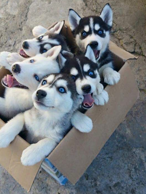 A fresh box of siberian pupcakes