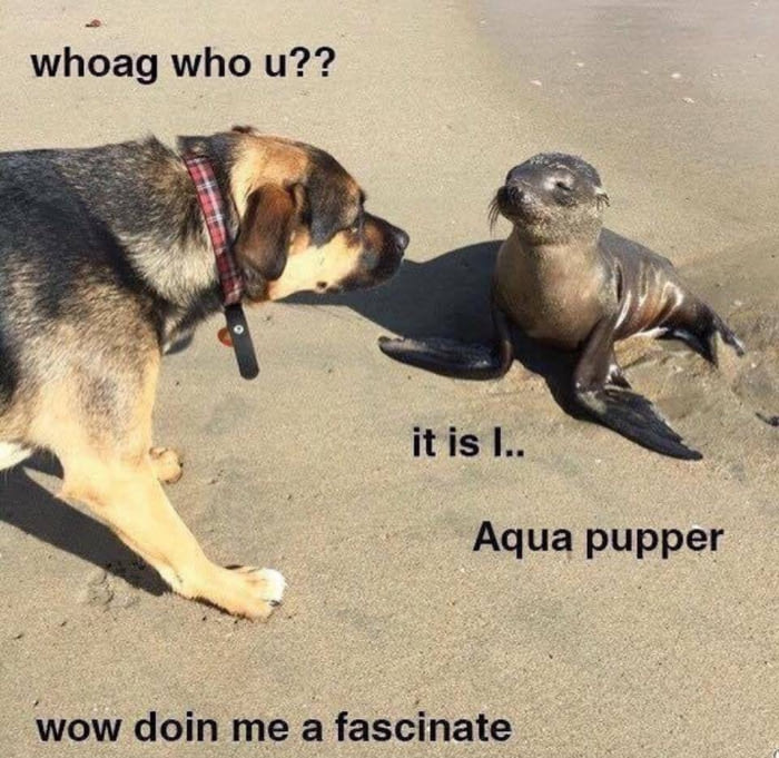 Aqua Pupper