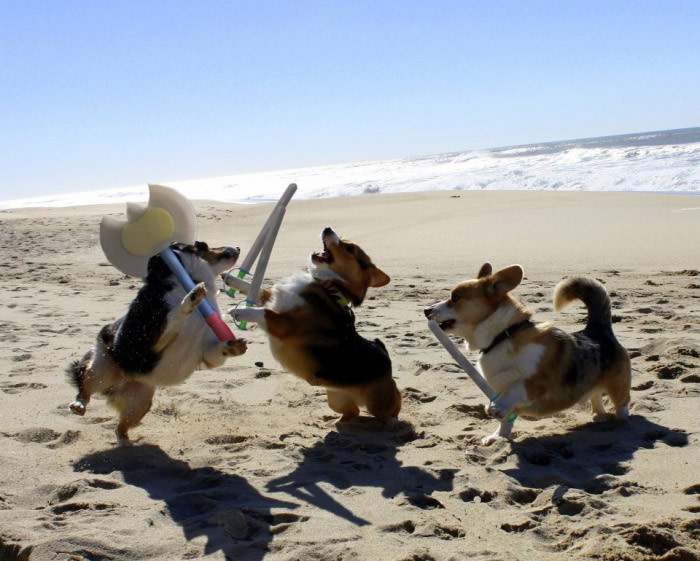 Battle of the Corgis