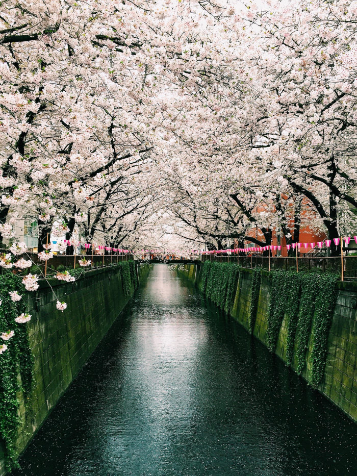 Cherry Blossoms on the Meguro River in Tokyo.