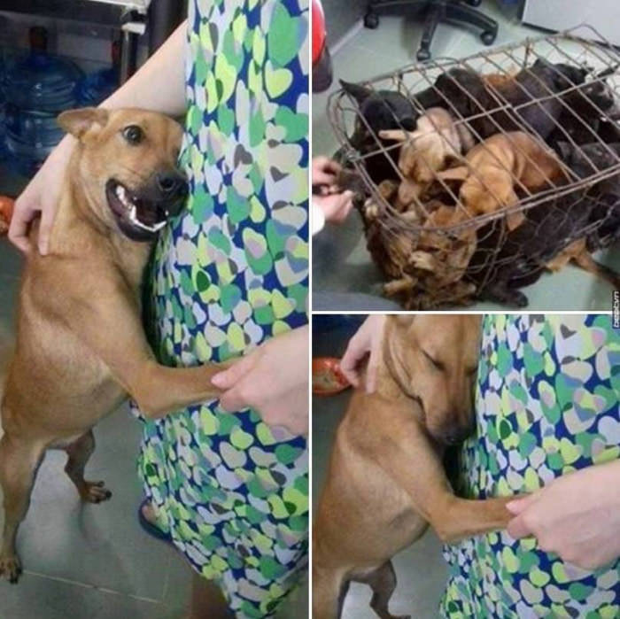 Doggie is grateful for being saved from butcher (in Vietnam).