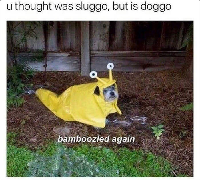 Doggo...sloggo...??