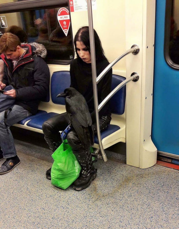 Dont call yourself goth unless you travel with ravens on the subway