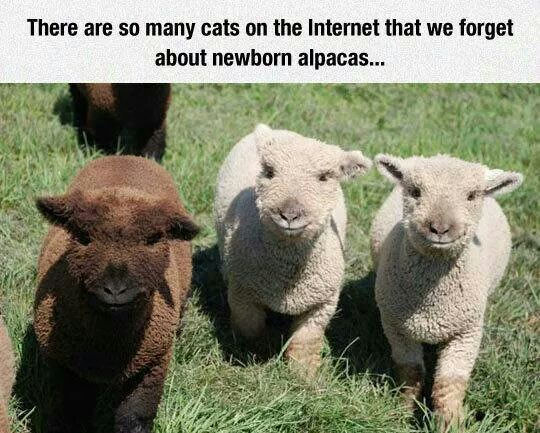 Gotta love alpacas