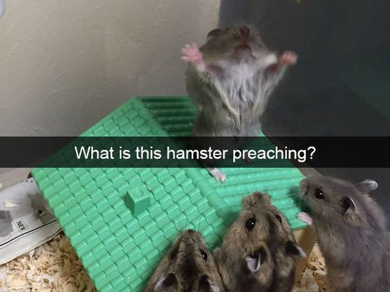 Hamster the preacher!!