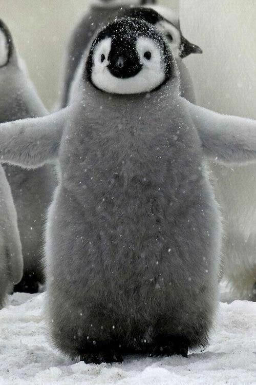 Happy Penguins Day !