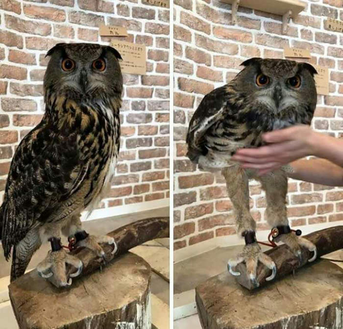 Have no idea owls have such long legs