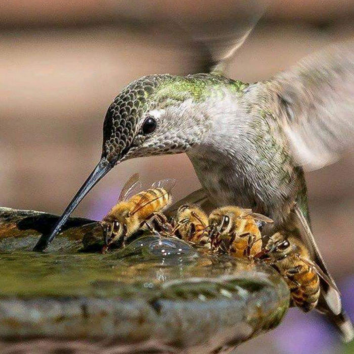 Hummingbird and bees