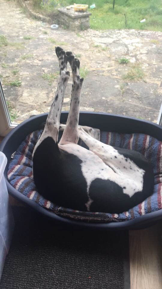 Is my friends dog broken?