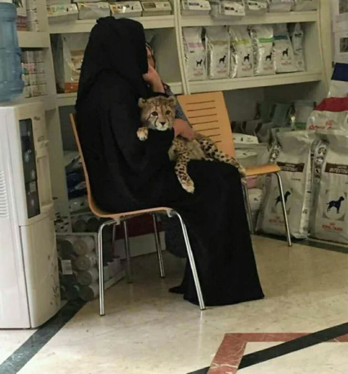 Just another day at dubai pet shop...