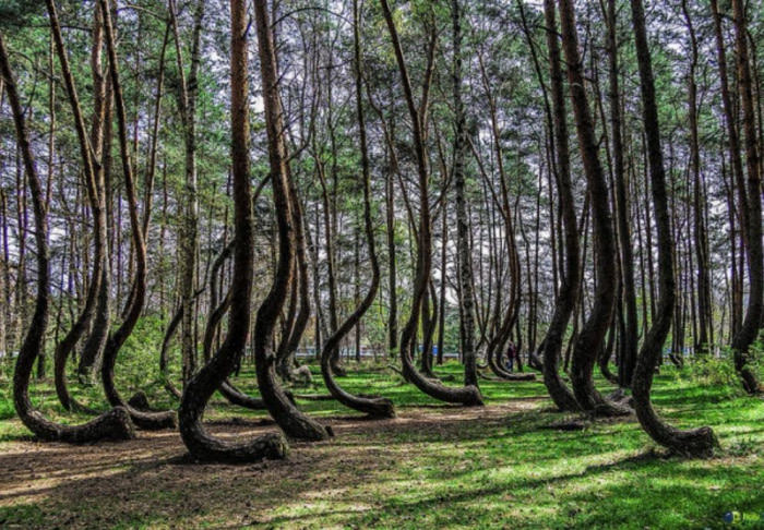 Krzywy Las, Poland. Strange growth of trees.