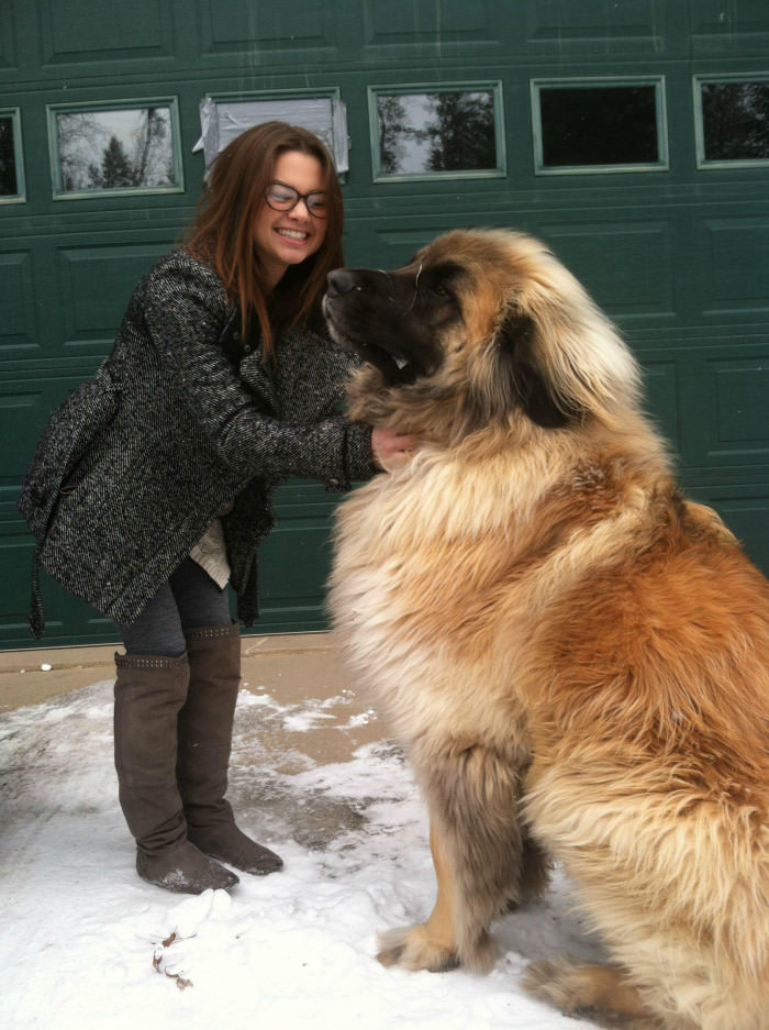 Meet Simba. He&#039;s a Leonberger.