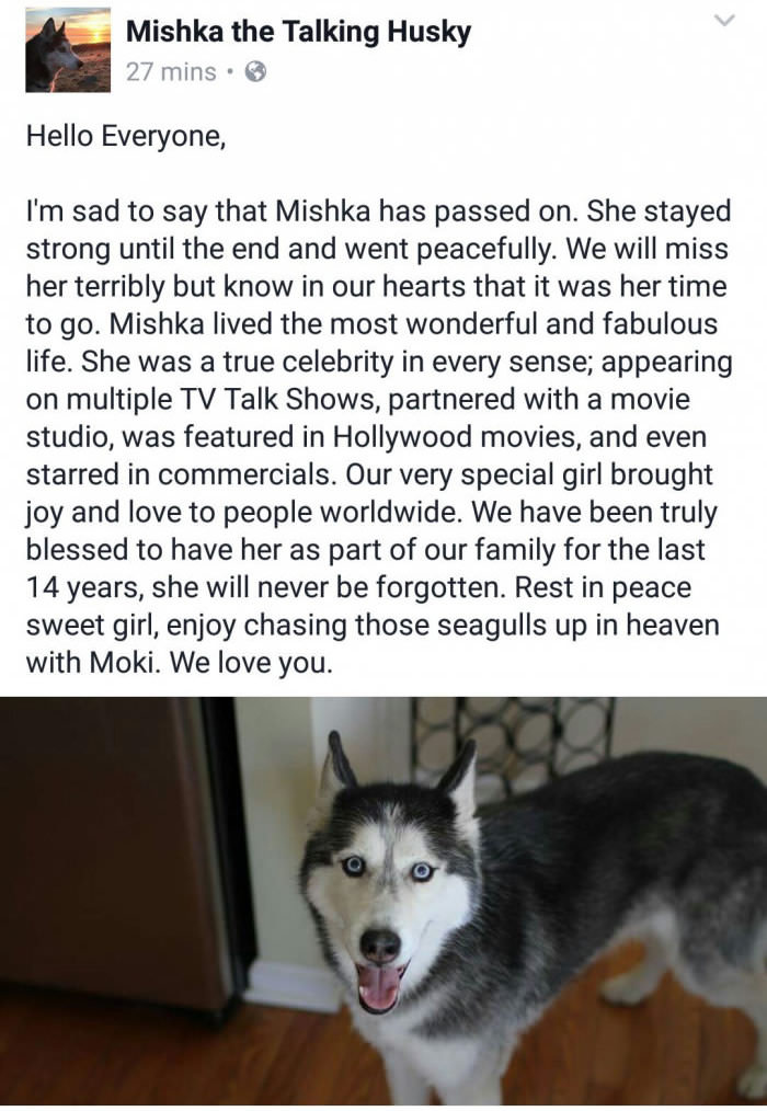 Mishka the Talking Husky has passed away...