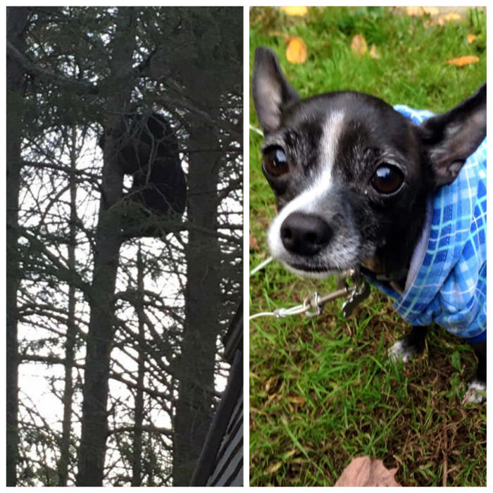 My dad&#039;s chihuahua alerted him of a bear and chased it up a tree in the front yard