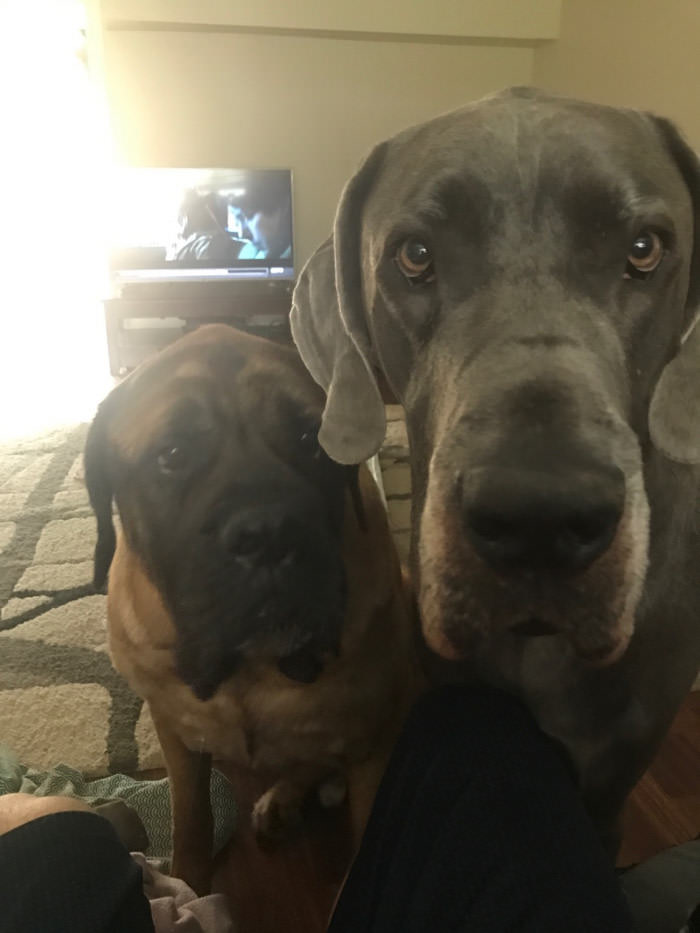 My husband is home after 4 months away with the Navy. Our dogs have been following and staring at him like this for 4 hours.