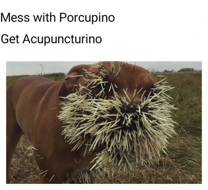 Porcupino &gt; Crabo