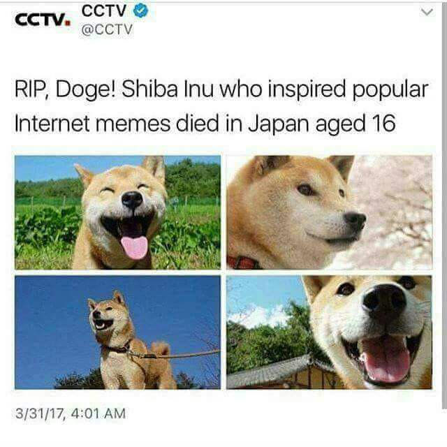 Rip doge ):