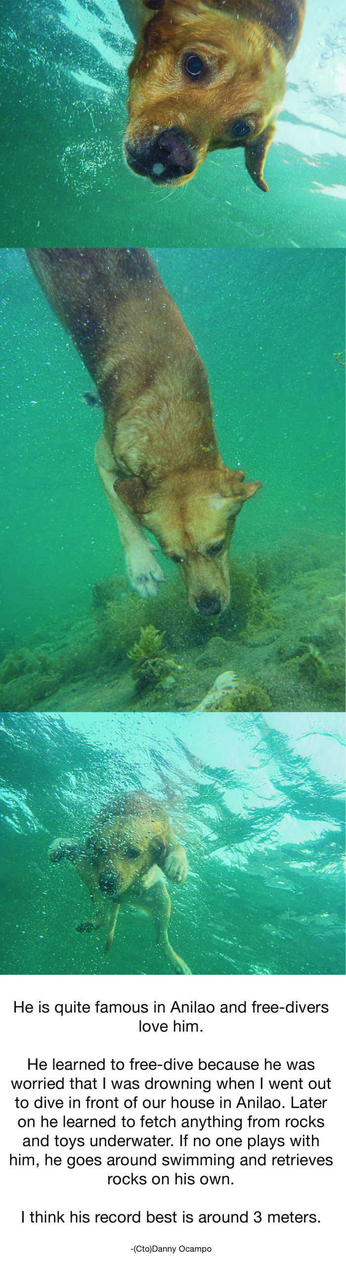 Sheldon the free-diving dog