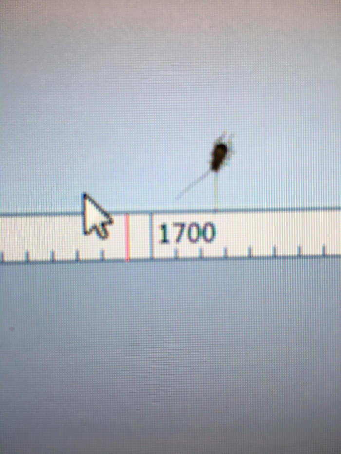 There is a baby cockroach inside my screen, what do?