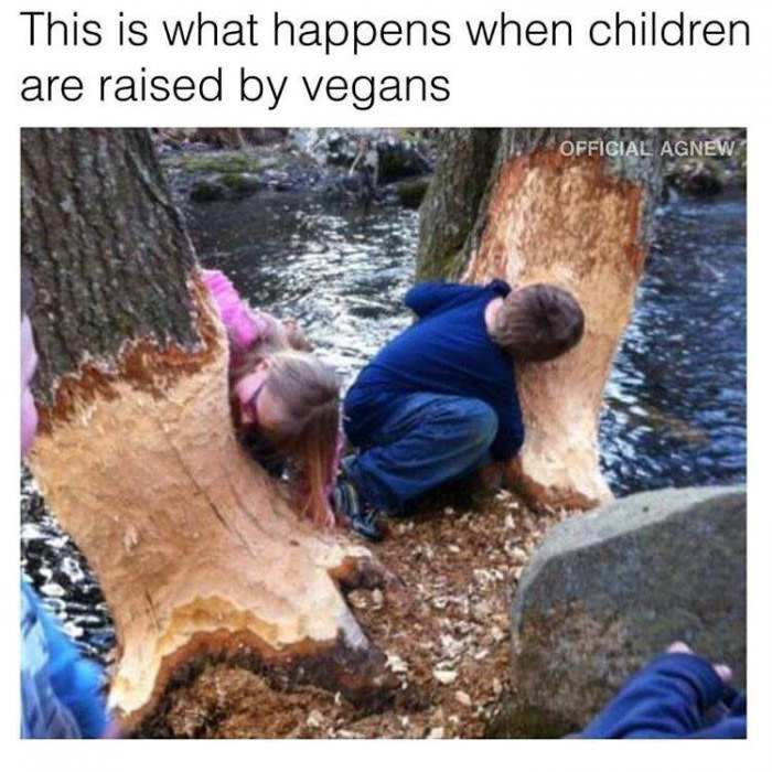 They should be eating my wood instead