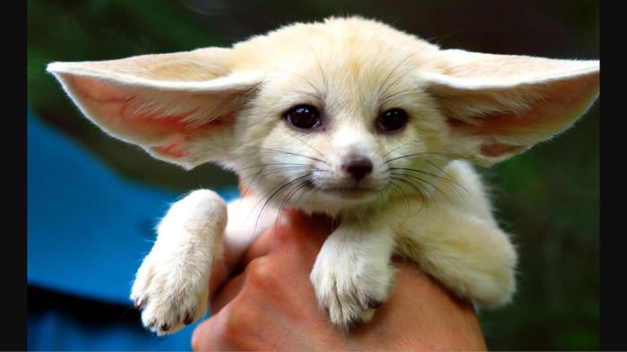 This fox looks like a young yoda.