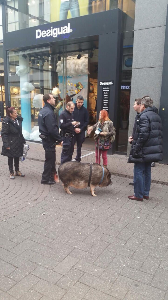 This woman took her pig out for a walk and got stopped by the police (guess the country)