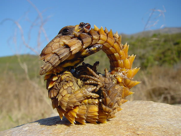 Thorny dragon is an Australian lizard that can eat thousands of ants in one day