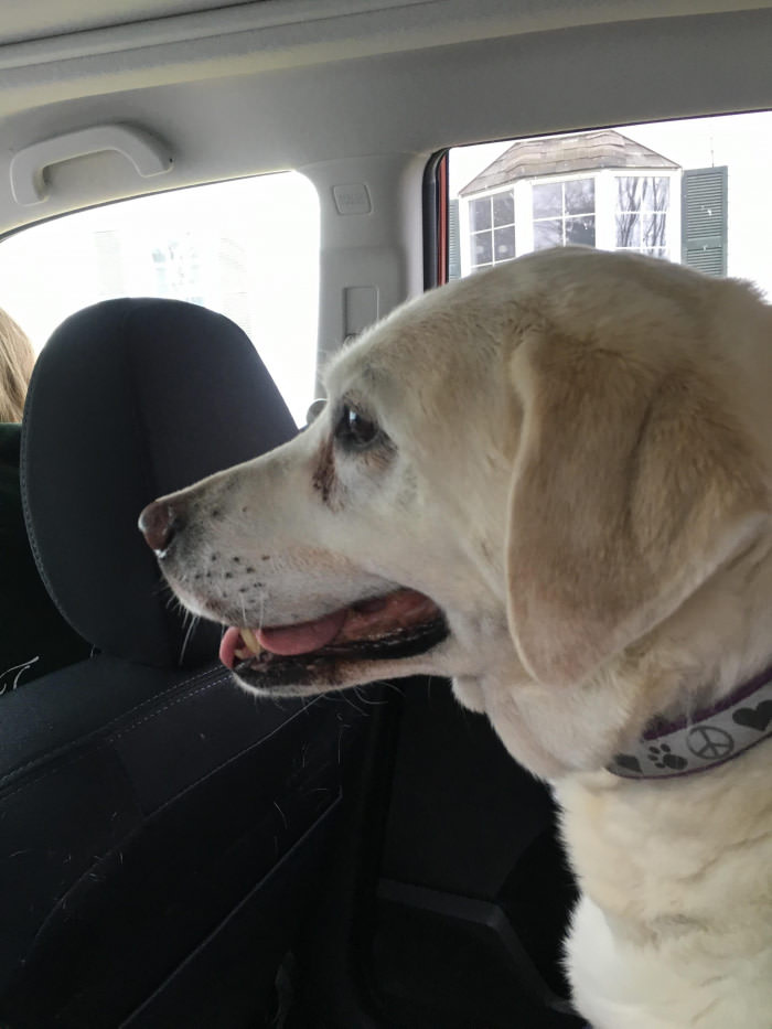 Today I had to put down my best friend of 14 years. Here she is loving her last car ride.