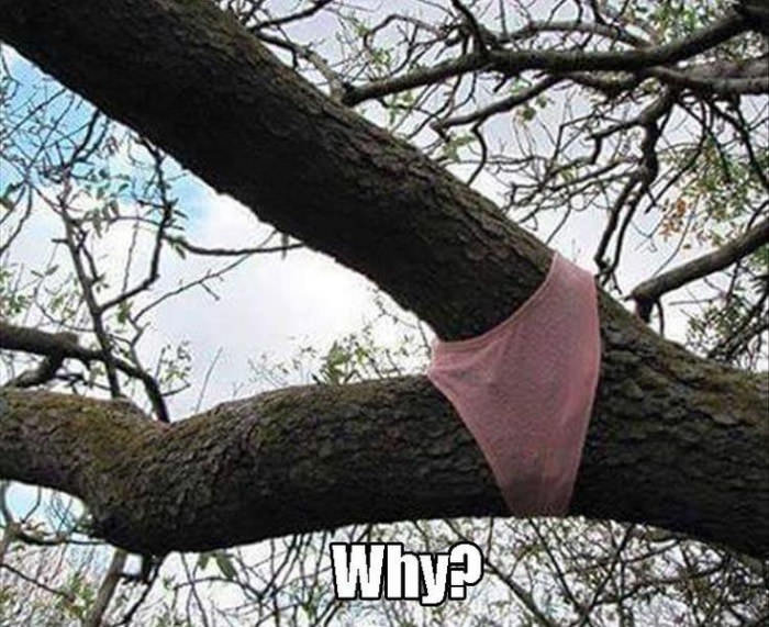 Trees wear pants