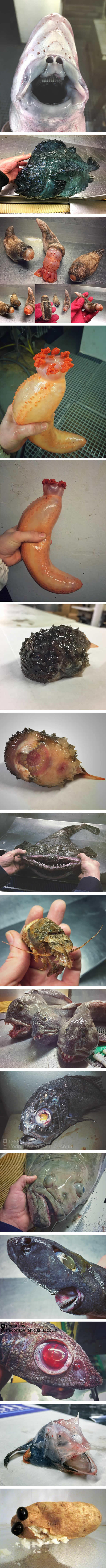 WTF Are Those?! Russian Deep-Sea Fisherman Keeps Documenting His Terrifying Catches