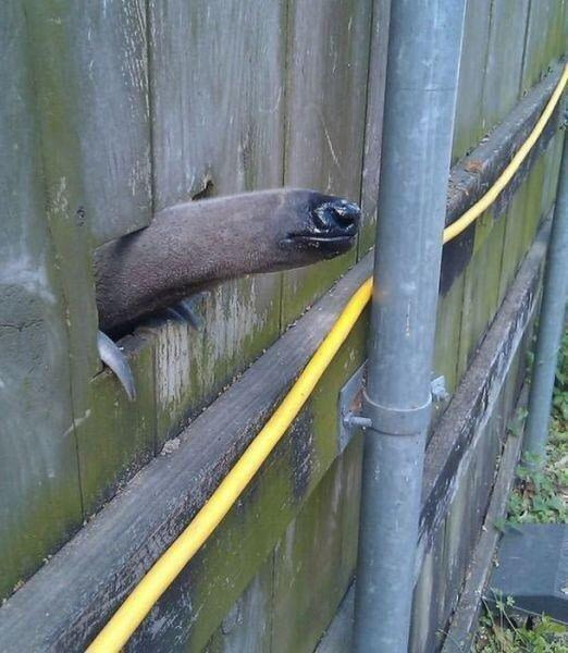 When my neighbors are grilling in the backyard