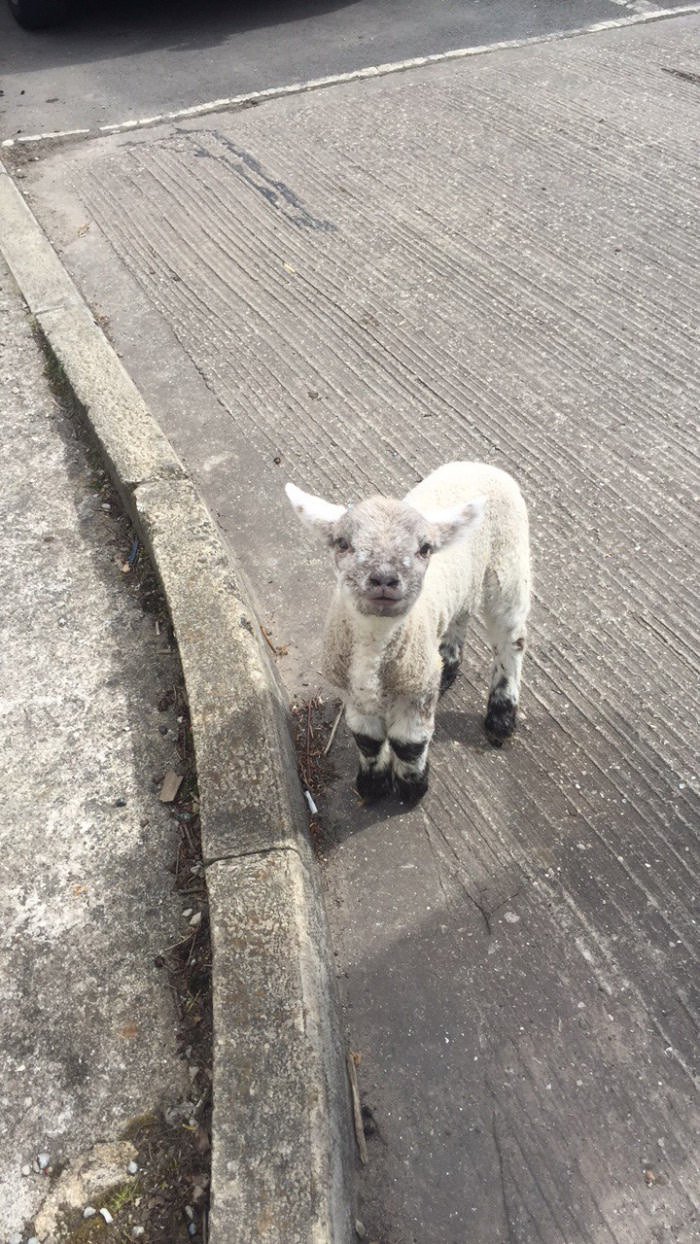 When one of your colleagues brings a lamb into work