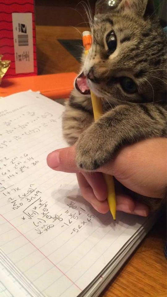 When pussy won&#039;t let you study