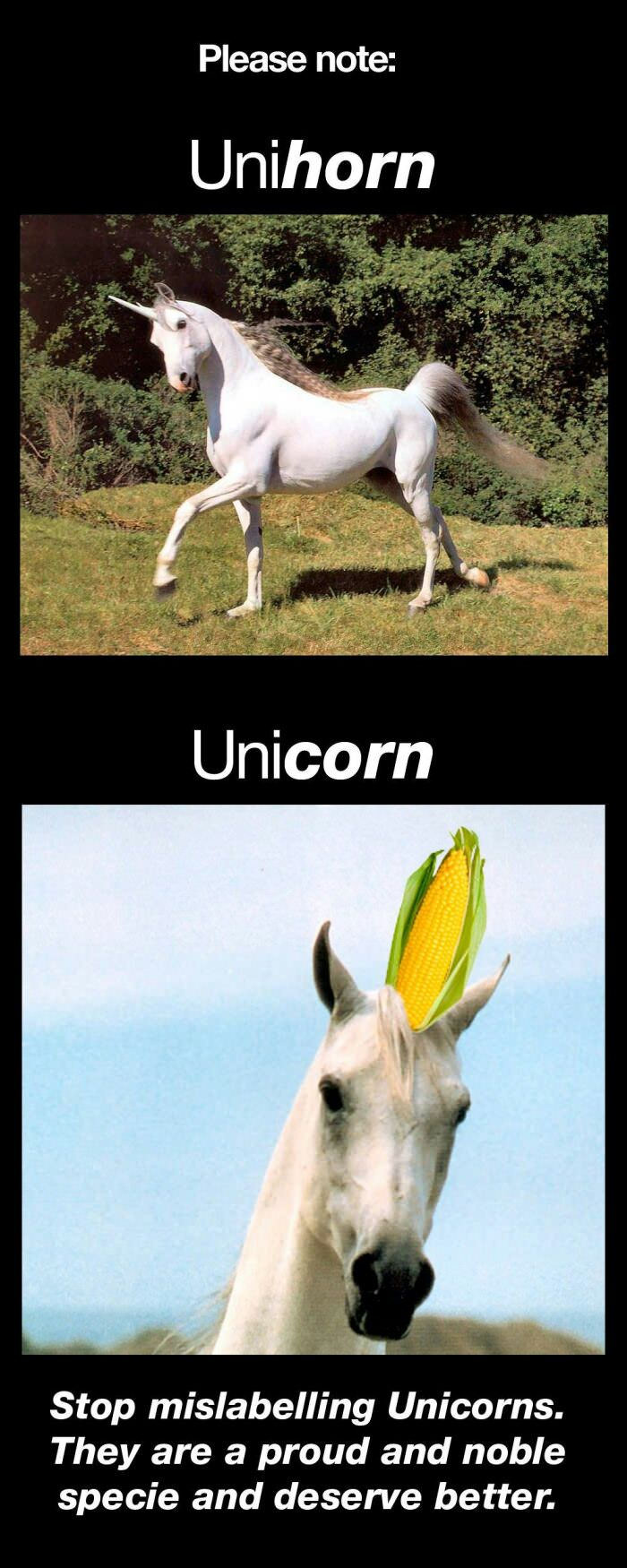 #allUnicornlifesmatter