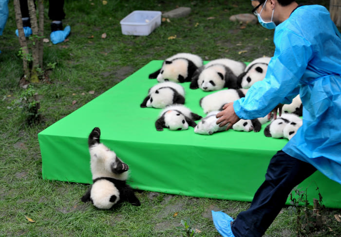 A panda&#039;s failed escape attempt.