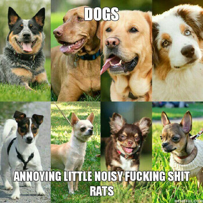 As a dog owner I can relate