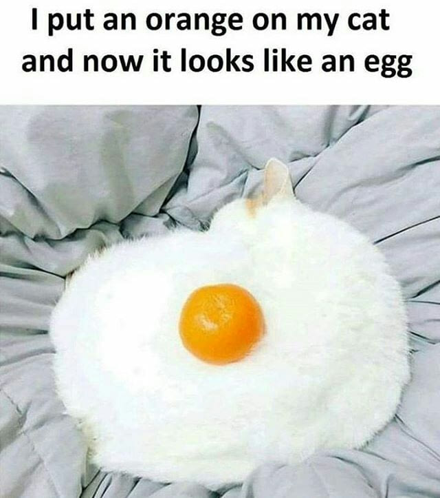 Cat looks like an egg