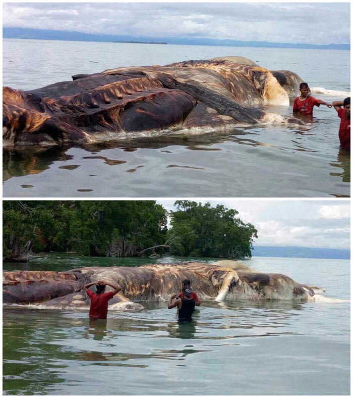 Dead Giant Octopus &#039;Kraken&#039; found in Seram Island, Indonesia