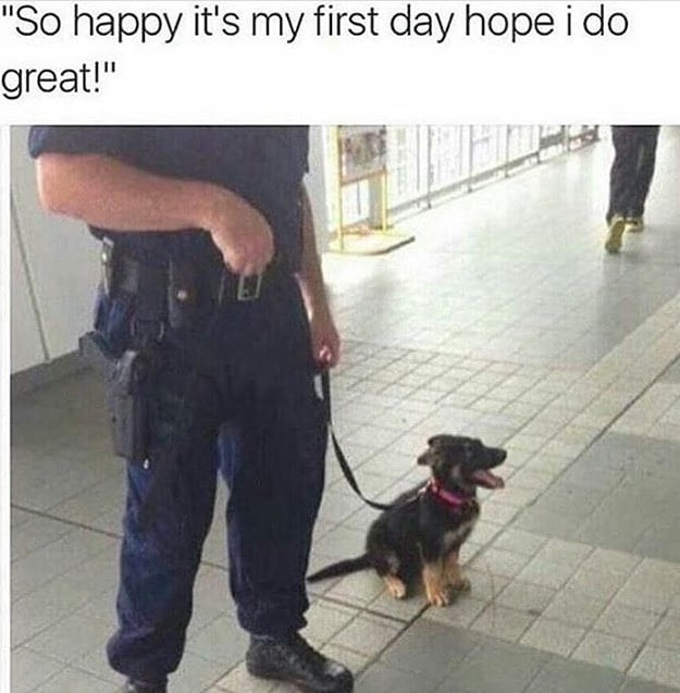 Dog police