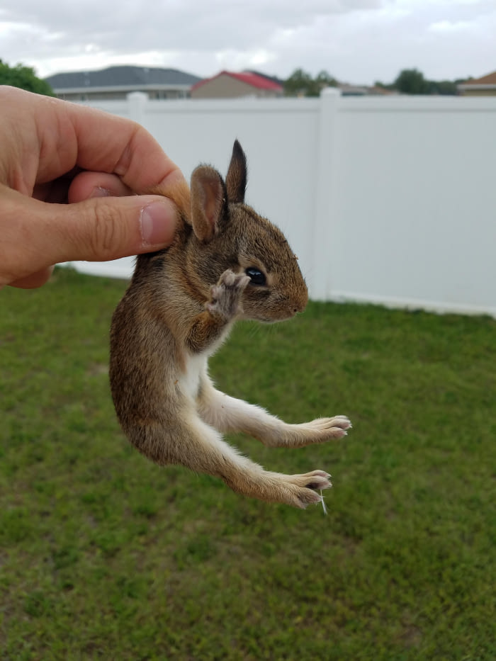 Found this little girl when I was cutting the grass today!