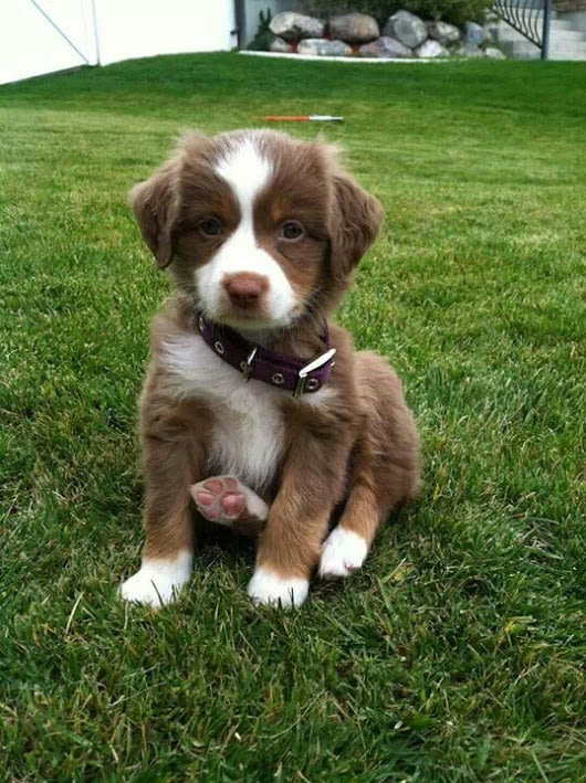 How&#039;s Australian Shepherd looking?