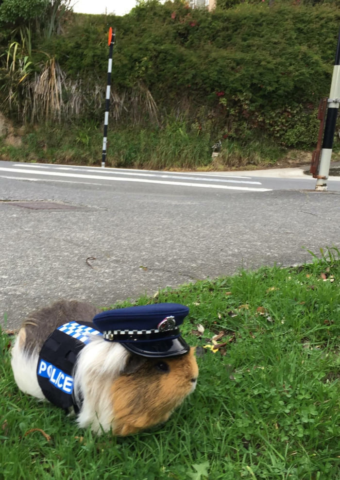 New Zealand Police have a guinea pig for a mascot