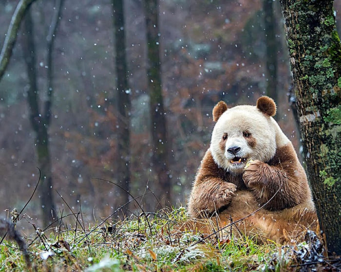 Qizai, the only brown panda in the world!