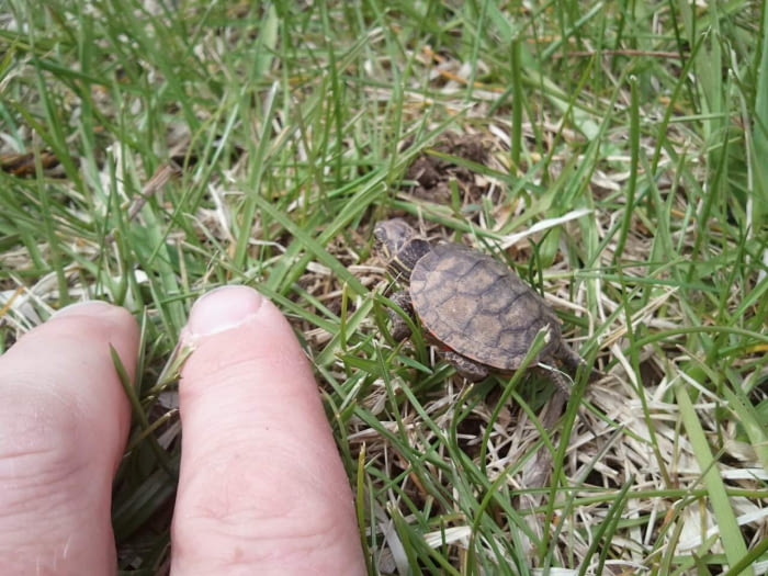 Saw this little guy on a path around a lake by my house today. Sorry, I didn&#039;t have a banana for scale, so my finger tip will have to do.
