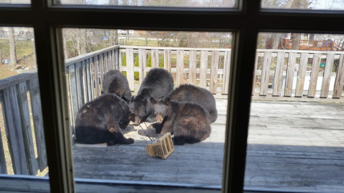 So I think we&#039;re done with the bird feeder until next winter...