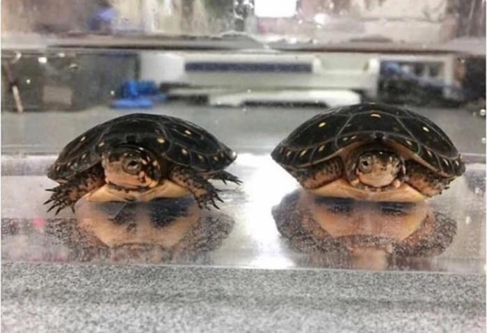 The reflection of the turtles looks like two bearded men.