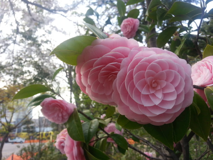 The symmetry of this flower