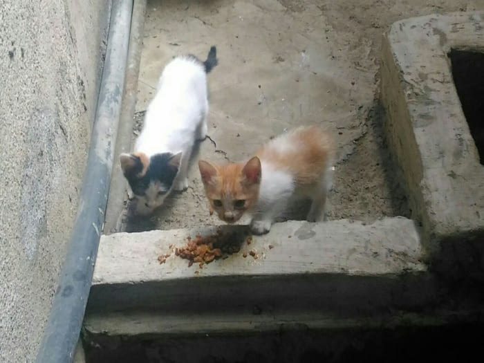 They were born in our backyard, then abandoned by their mom. My mom wanted me to get rid of them. I&#039;ve been secretly feeding them instead.